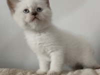 Scottish blue point