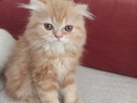 Safkan chinchilla ve british shorthair yavruları