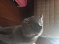 Safkan british shorthair 50 günlük tuvalet eğitimli