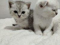 Blue point scottish fold bebek