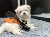 Maltese yavrularımız