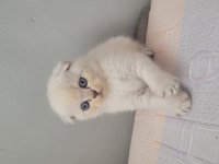 Kendi kedimin yavruları sahiplendireceğim