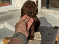 Petmode köpek çiftliğşnden tea cup kore poodle yavrular