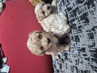 45 günlük 2 erkek maltipoo