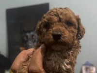 Orjinal Maltipoo yavrular