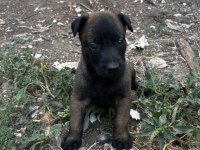 Koyu maskeli A kalite belçika kurdu yavrular