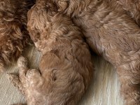 25 günlük minik poodle kızlarım