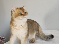8 aylık british shorthair golden ny11 ny24 kediler