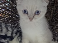 2 aylık scottish fold yavrular