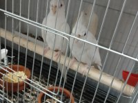 Albino eşli takım sultan papağanı
