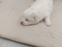 36 günlük spitz Pomeranian yavruları