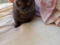 1 Yaşındaki Scottish Fold Kızımız