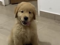 Sağlık ve ırk garantili oyuncu golden retriever köpekler
