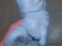 Safkan bebekler british longhair