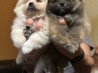 Yavru Pomeranian Boo