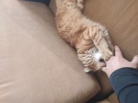 Kedimiz Portakalı sahiplendiriyorum