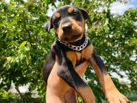 A kalite doberman yavruları