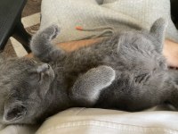 2 aylık gri erkek british shorthar yavru