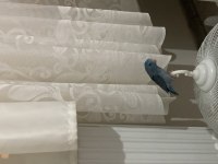 Çift mavi forpus papağanı 1 yaşında