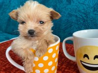 Cep Boy Maltipoo Yavrular