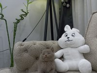 Top Surat Oyuncak Gibi LİLAC British Shorthair Yavrular