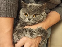 2 yaşında british shorthair erkek