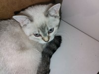 Safkan orijinal british shorthair yavrular
