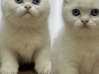 Anne british shorthair baba exotic shorthair kedimiz