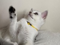SLİVER YAVRU KEDİM