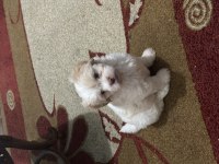 3 AYLIK MALTİPOO OĞLUMUZ SAHİBİNİ BEKLİYOR