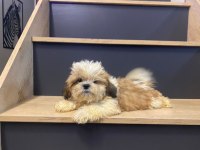 3 Aylık Erkek Teacup Shih Tzu Yavru Köpeğimiz