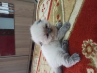Scottish Fold Blue point Yavrumuz