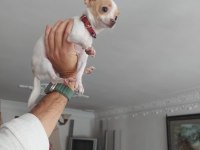 A Kalite Meksika Chihuahua (Şivava) Yavruları