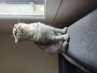 Scottish fold
