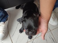 Evcil Eğitimli Yavru Pug