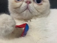 Ücretsiz 1 Yaşında Exotic Shorthair