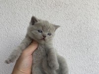 British shorthair Kedisi