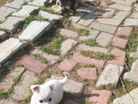 Chihuahua Sevimli Köpekler