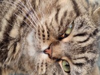 Kısır çipli scottish fold erkek kedime yeni yuva arıyoruz