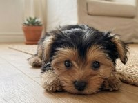Dişi erkek yorkshire terrier