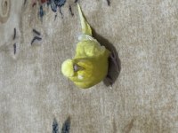 JUMBO DİŞİ MUHABBET KUŞU