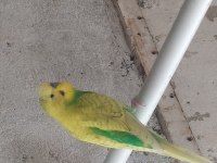 Sağlıklı muhabbet kuşlar