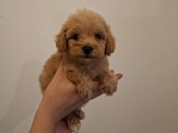 MALTİPOO YAVRULARIM SAĞLIK VE IRK GARANTİLİDİR