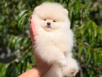 Oyuncak Değil Gerçek Pomeranian Boo