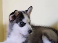 HUSKY SİBİRYA YAVRULARI