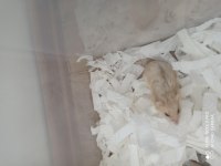 GONZALES HAMSTER