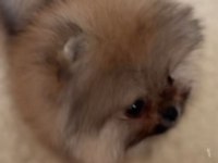 POMERANİAN BOO ERKEK YAVRULAR