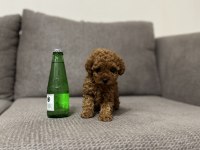TEA CUP DİŞİ TOY POODLE YAVRUMUZ