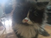 Erkek bi color british longhair