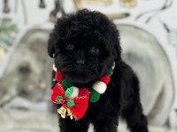 2 aylık siyah dişi Maltipoo yavru